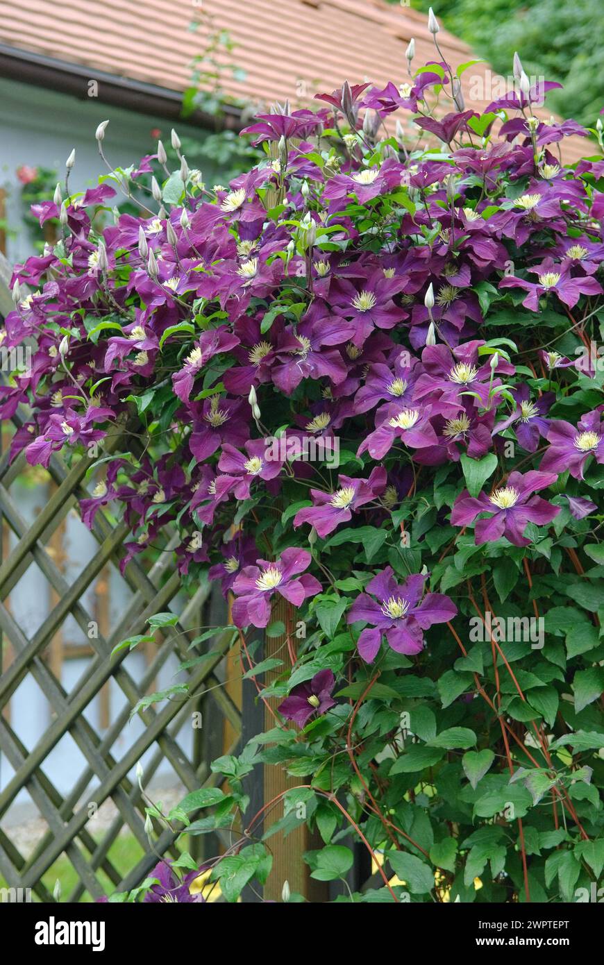 Large-flowered clematis (Clematis 'The Vagabond'), 81 Stock Photo