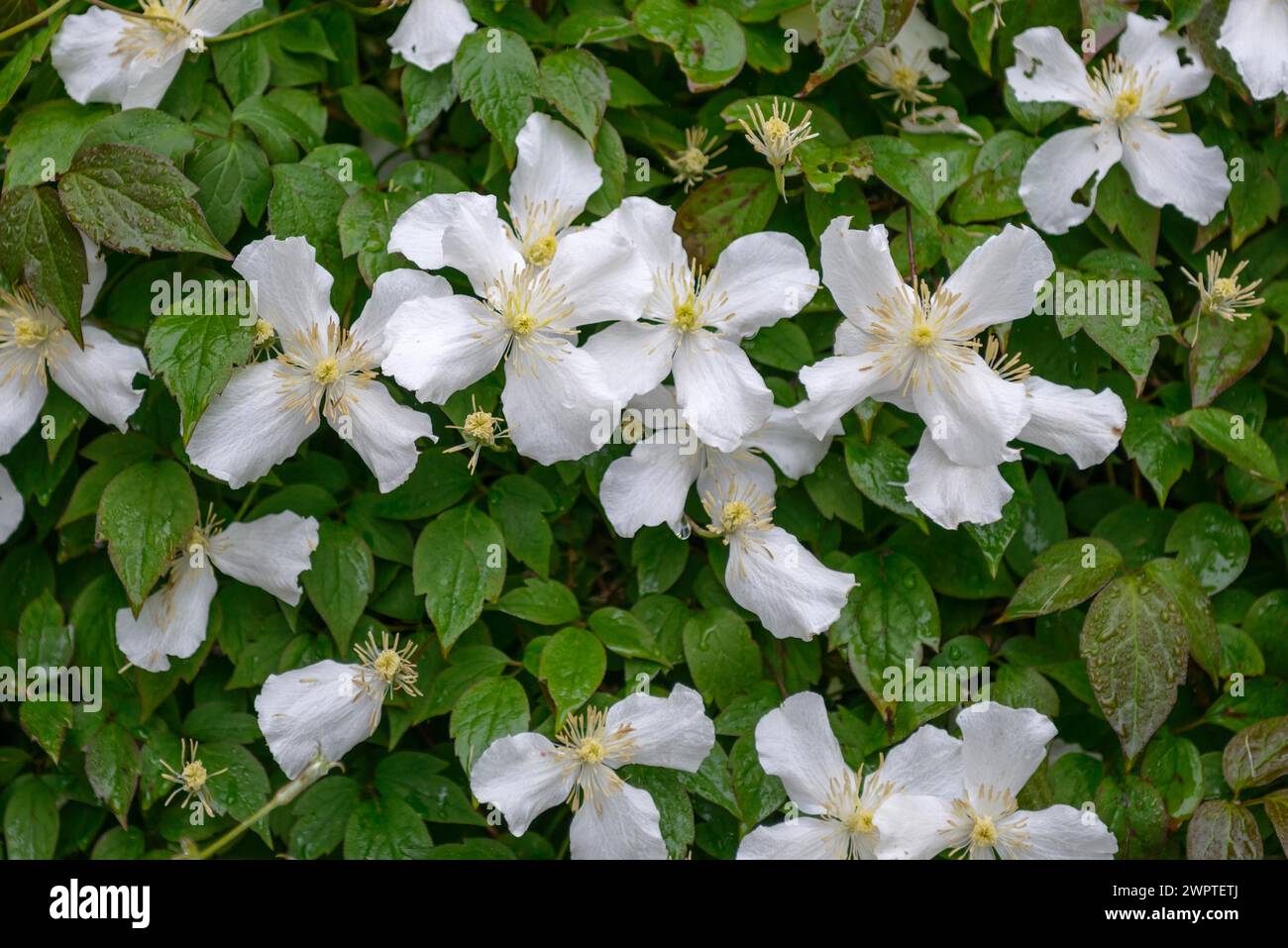 Clematis montana (Clematis montana var. grandiflora), Lymington, England, Great Britain Stock Photo