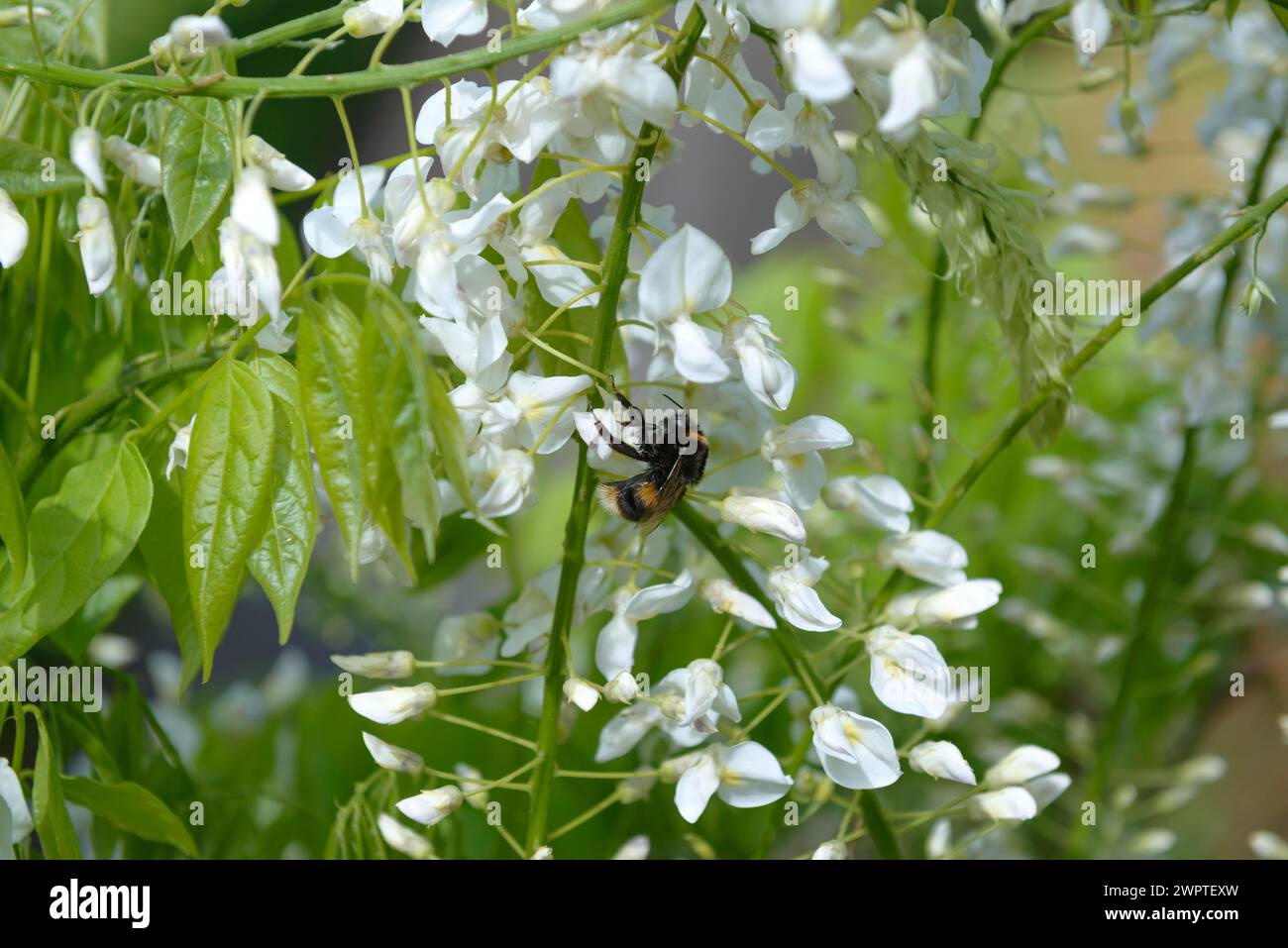 White wisteria (Wisteria floribunda 'Shiro-noda') Stock Photo