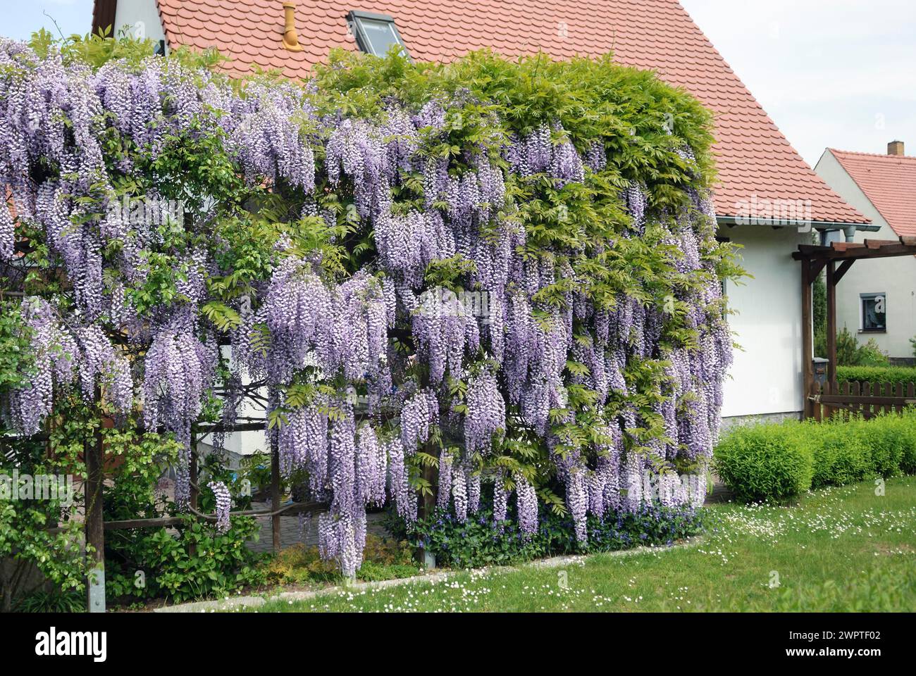 Japanese wisteria (Wisteria floribunda), Bautzen, Saxony, Germany Stock Photo