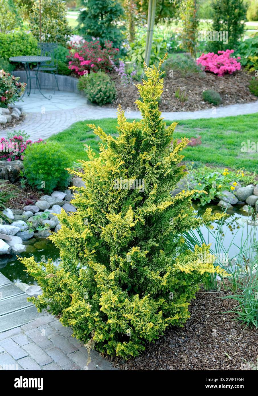 Hinoki cypress (Chamaecyparis obtusa 'Fernspray Gold'), Park der Gaerten, Bad Zwischenahn, 81 Stock Photo