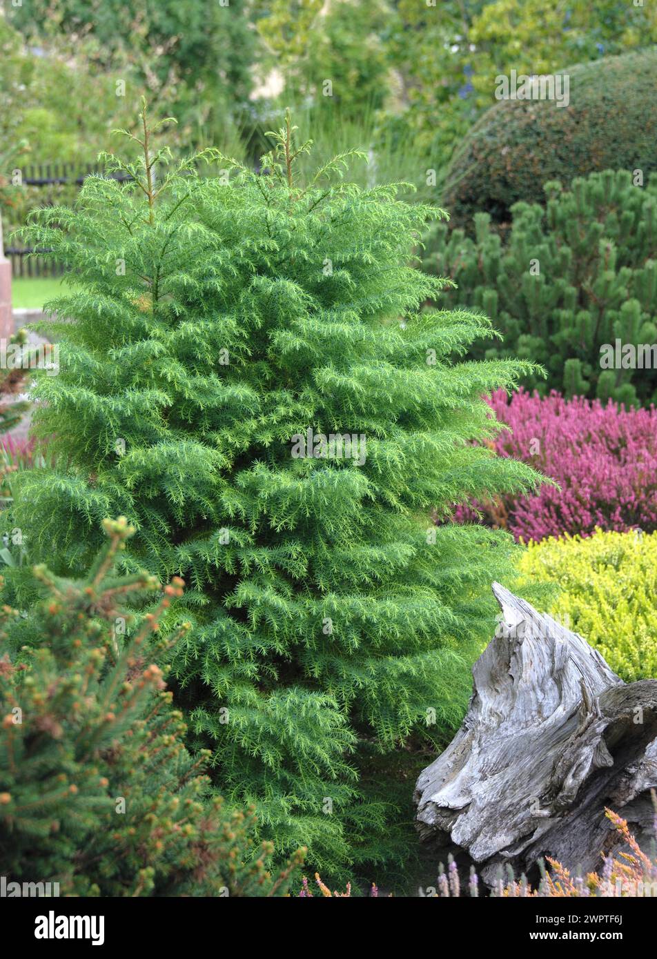 Sickle fir (Cryptomeria japonica 'Elegans Viridis') Stock Photo