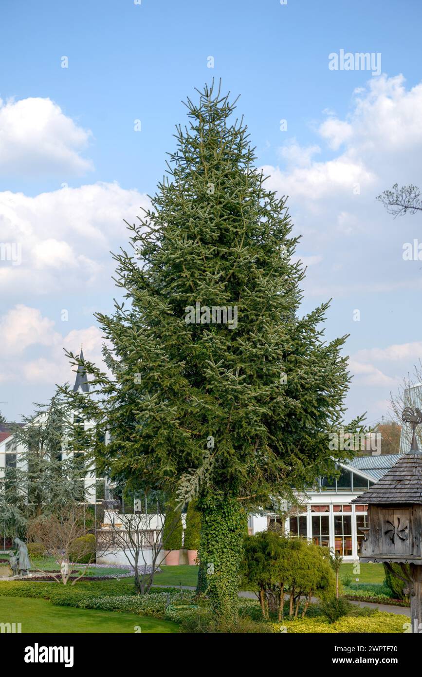 Veitch's silver-fir (Abies veitchii), Wilhelma, Rain, Bavaria, Germany Stock Photo