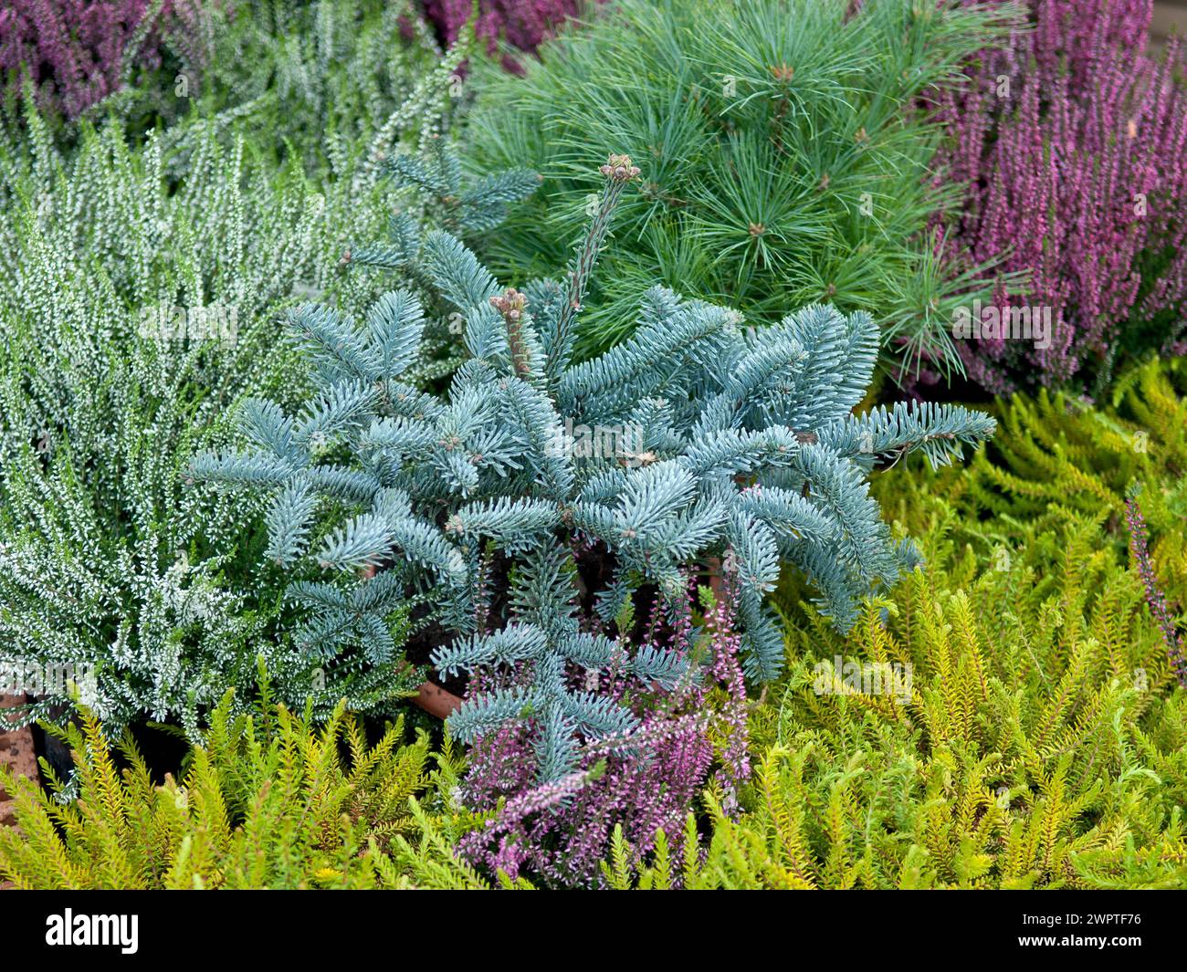 Noble fir (Abies procera 'Glauca'), Baywa Bau- und Gartenmarkt, Saxony, Germany Stock Photo