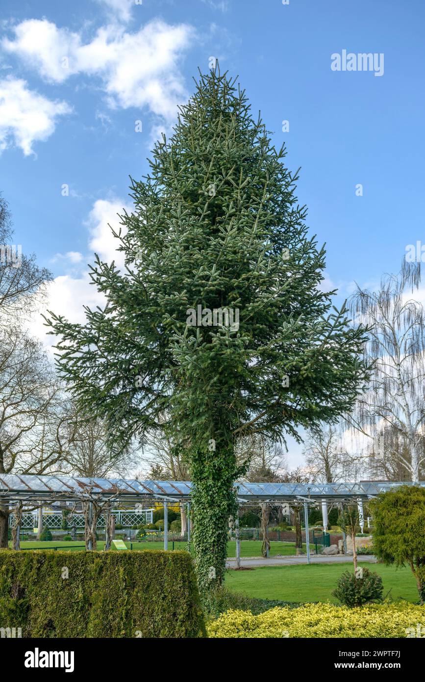 Veitch's silver-fir (Abies veitchii), Wilhelma, Rain, Bavaria, Germany Stock Photo