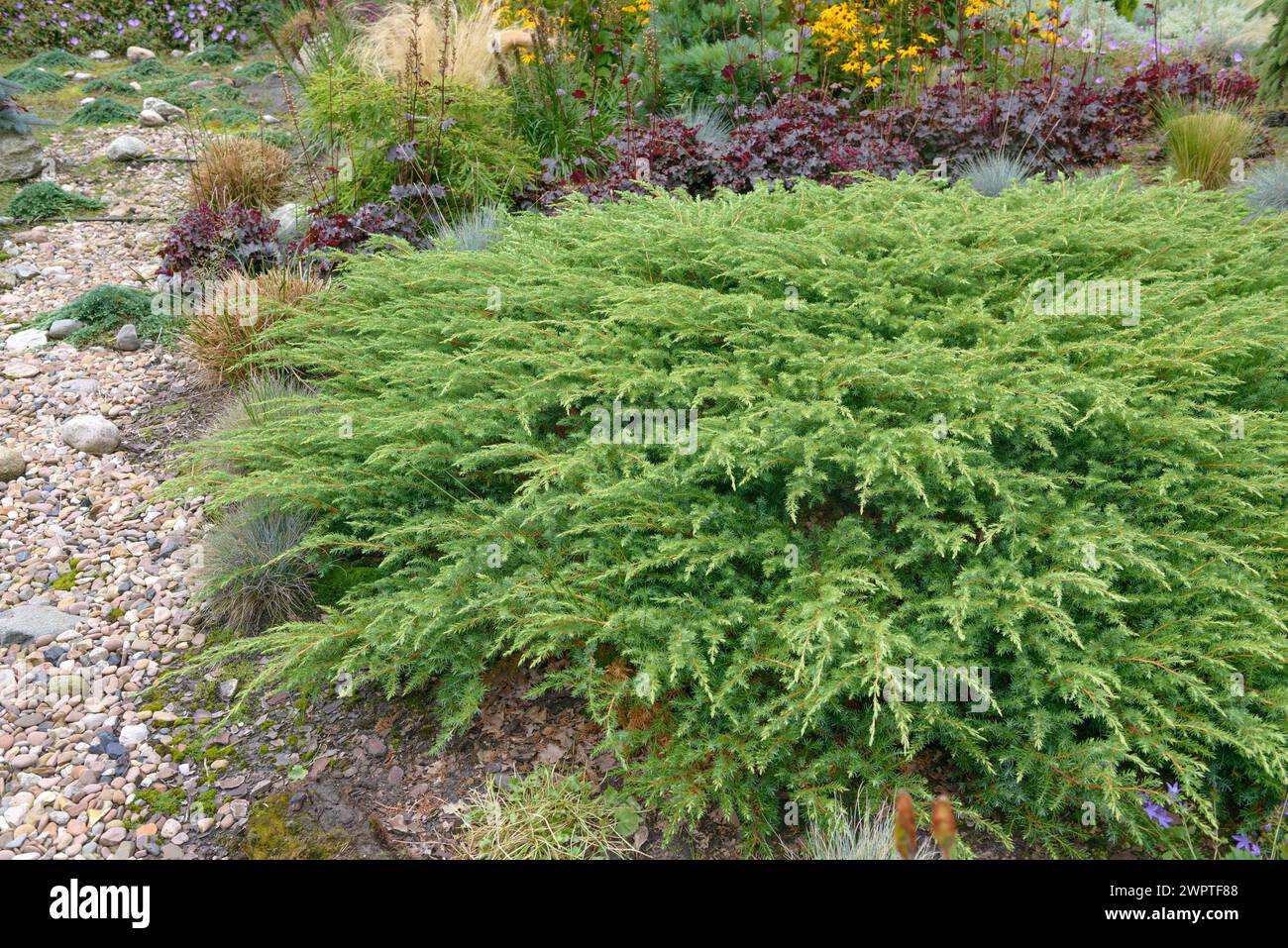 Sakhalin creeping juniper (Juniperus rigida 'Schlager'), Jeddeloh nursery Stock Photo