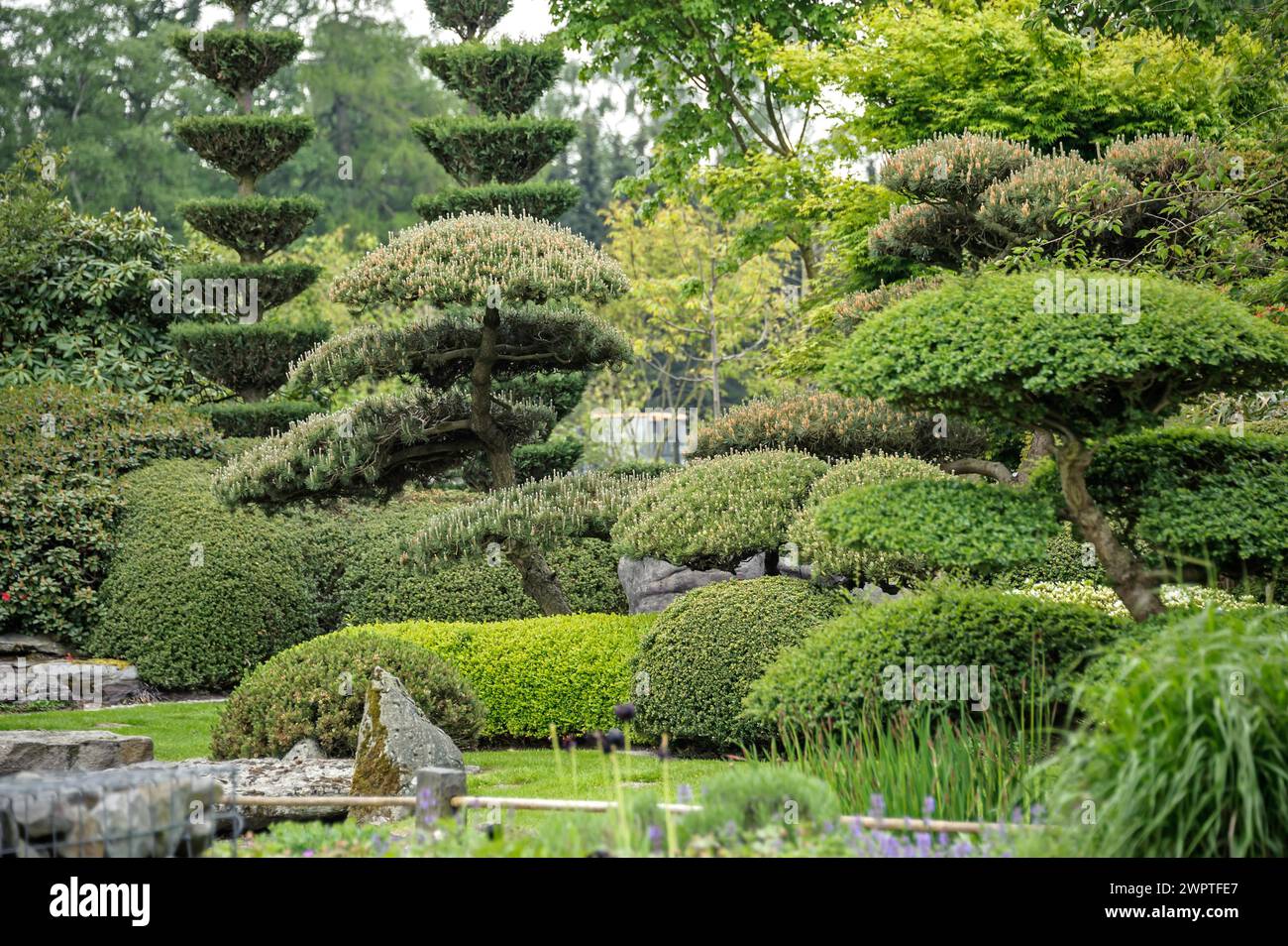 Japanese garden, krummholz pine (Pinus mugo), Park der Gaerten, Bad Zwischenahn, Lower Saxony, Germany Stock Photo