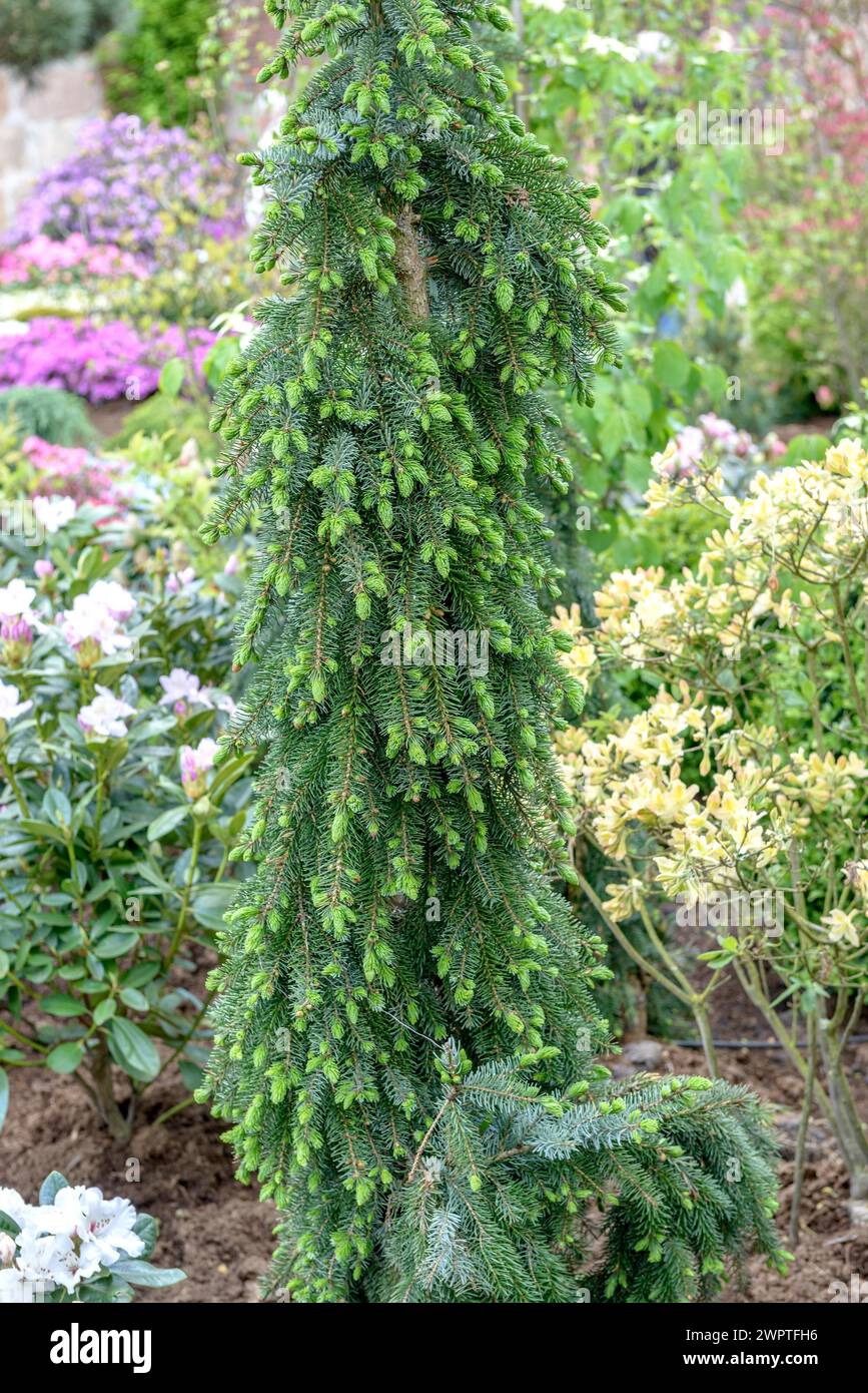 Serbian spruce (Picea omorika 'Pendula Bruns'), Rhodo 2014, Bad Zwischenahn, Lower Saxony, Germany Stock Photo