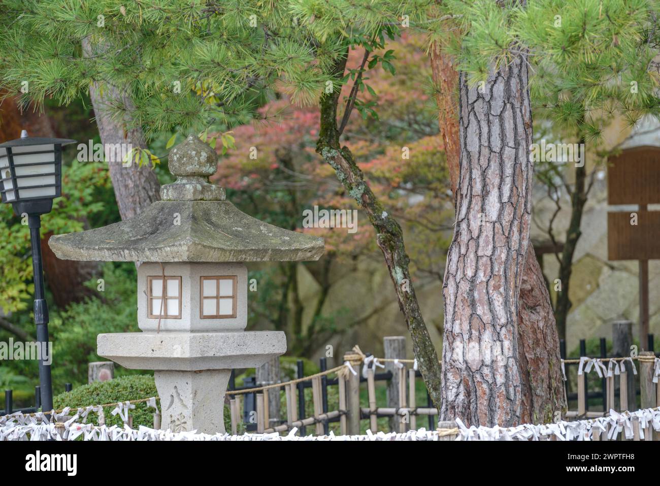 Japanese red pine (Pinus densiflora), Rikugien Garden, Takayama, Honshu, Japan Stock Photo
