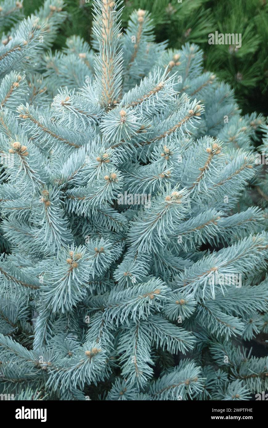 Blue spruce (Picea pungens 'Hoopsii'), Saemann nursery, Bautzen, Saxony, Germany Stock Photo