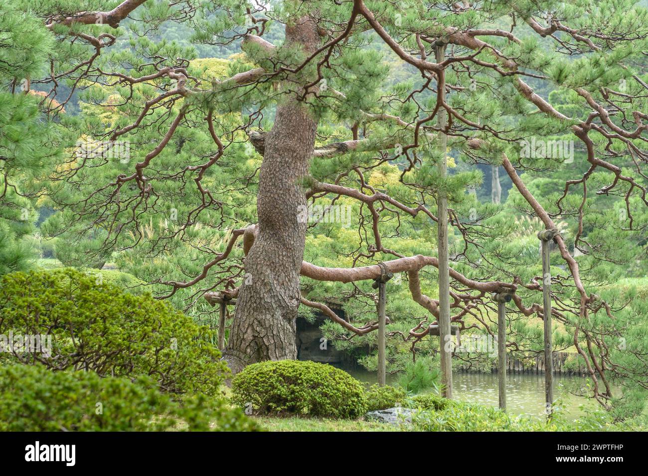 Japanese red pine (Pinus densiflora), Rikugien Garden, Tokyo, Honshu, Japan Stock Photo