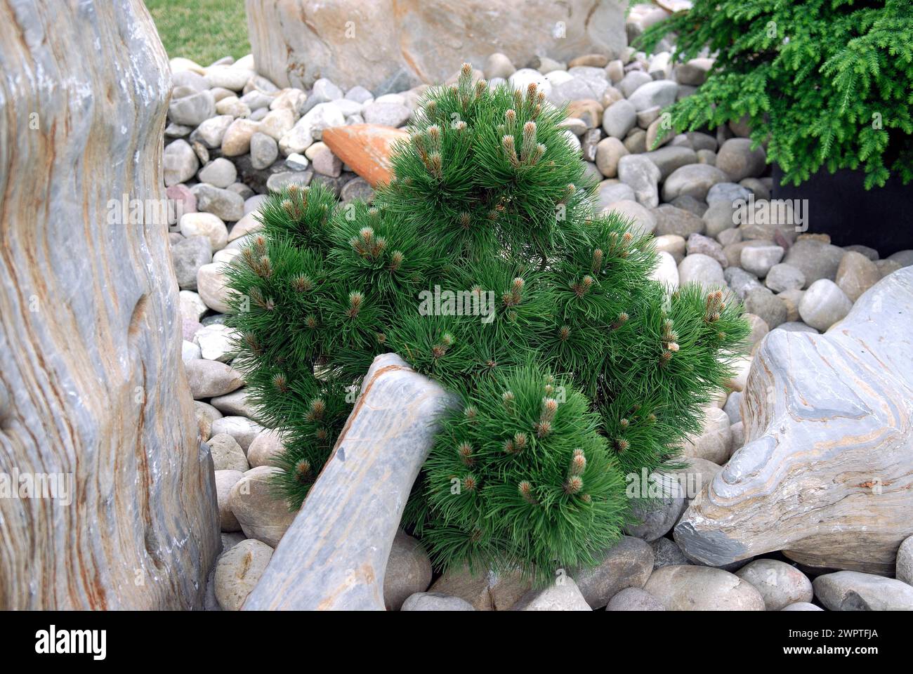 Pinus leucodermis 'Compact Gem' Stock Photo