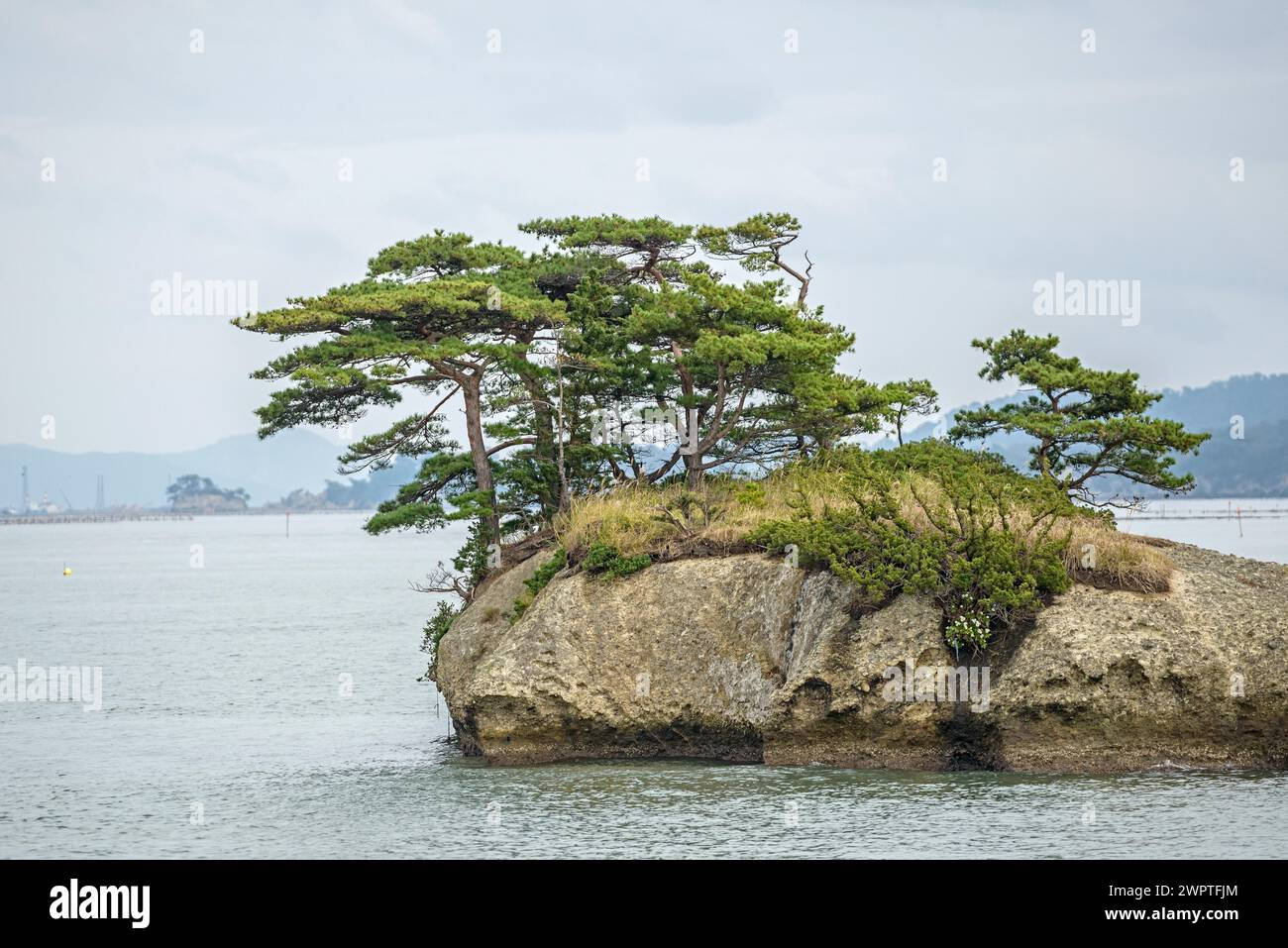 Japanese red pine (Pinus densiflora), Matsushima Bay, Matsushima, Honshu, Japan Stock Photo