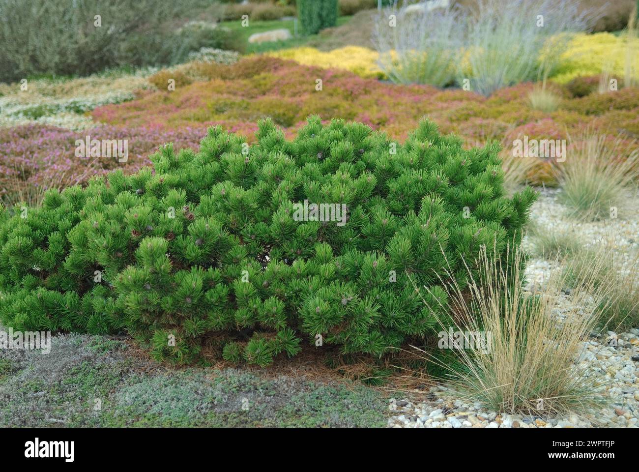 Heather garden, dwarf pine (Pinus mugo 'Hesse'), erratic boulder park, Nochten, 81 Stock Photo