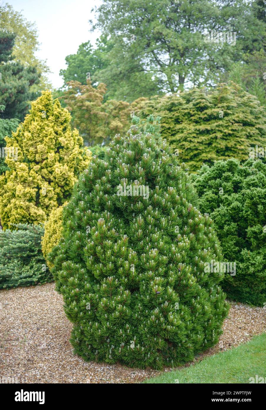 Dwarf Snakeskin Pine (Pinus heldreichii 'Smidtii'), Hillier Arboretum, Romsey, England, Great Britain Stock Photo
