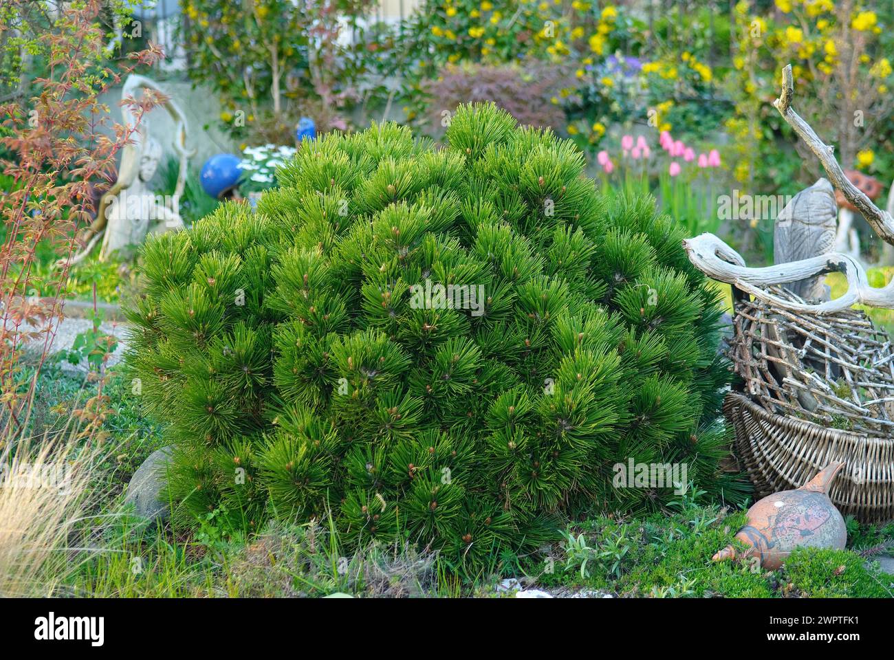 Dwarf snakeskin pine (Pinus heldreichii 'Smidtii') Stock Photo