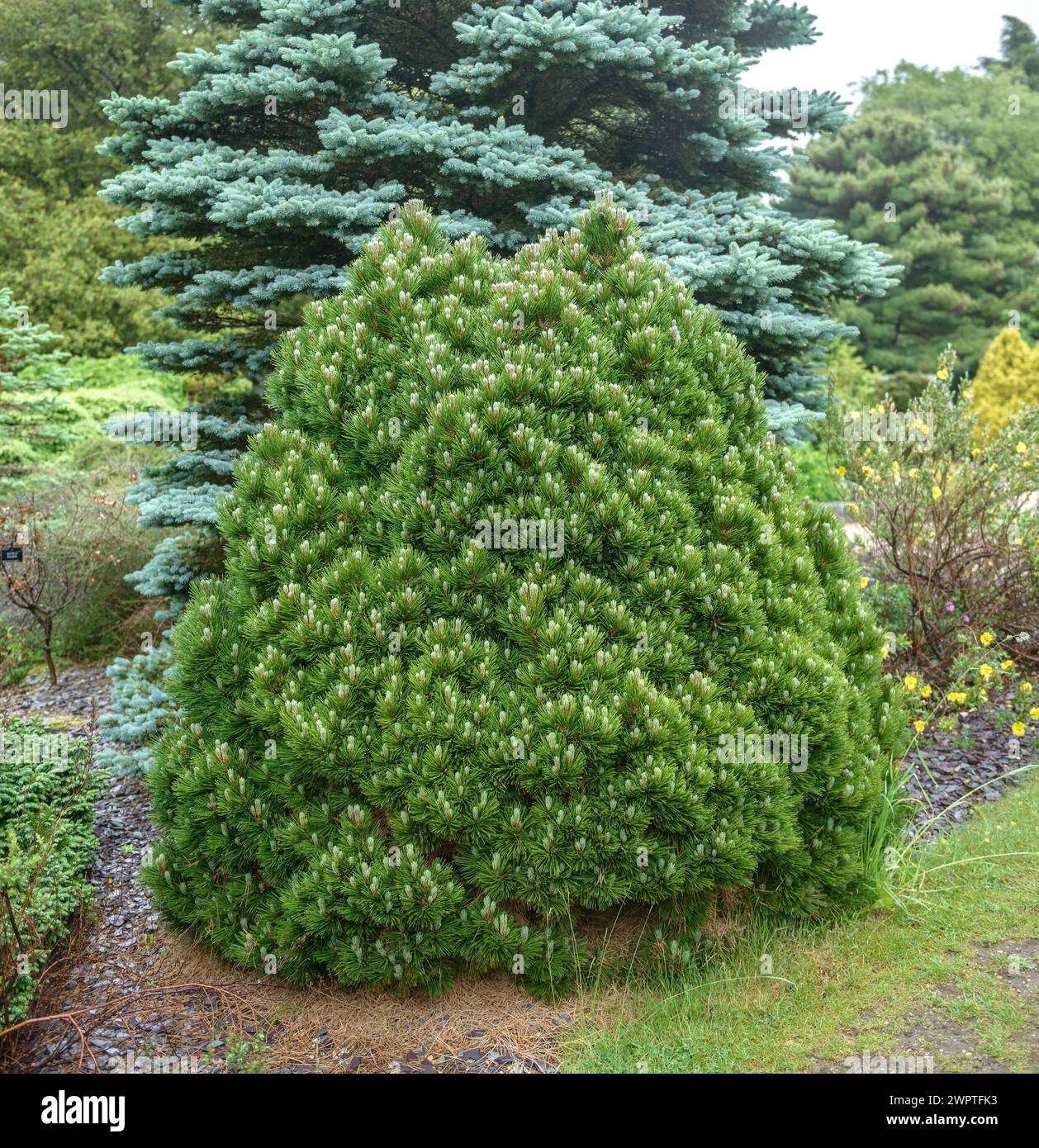 Dwarf Snakeskin Pine (Pinus heldreichii 'Smidtii'), Hillier Arboretum, Romsey, England, Great Britain Stock Photo