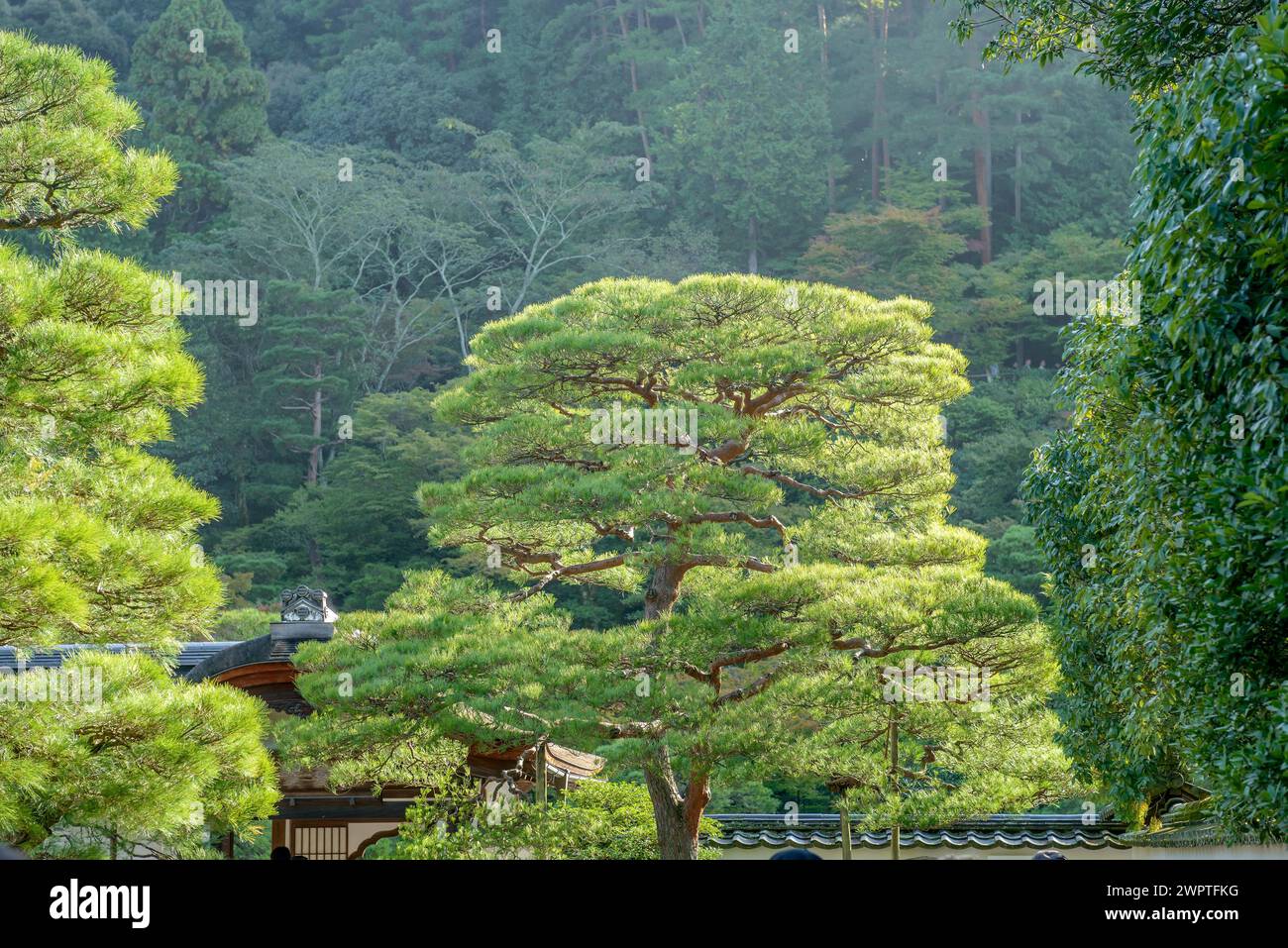 Japanese red pine (Pinus densiflora), Super Rindo Forest Road, Kyoto, Honshu, Japan Stock Photo