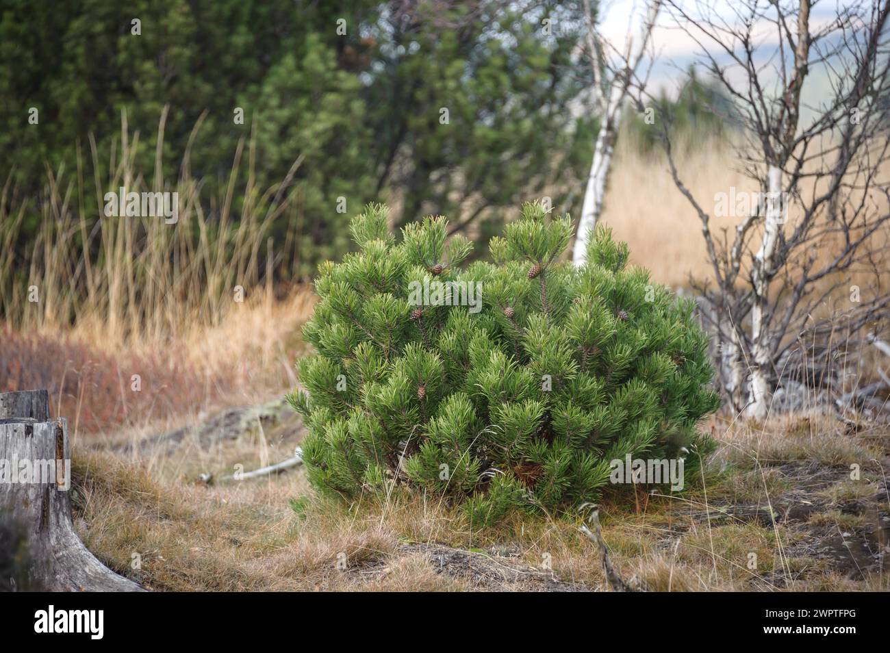Moor pine (Pinus mugo subsp. rotundata), Georgenfelder Hochmoor, Zinnwald-Georgenfeld, Saxony, Germany Stock Photo