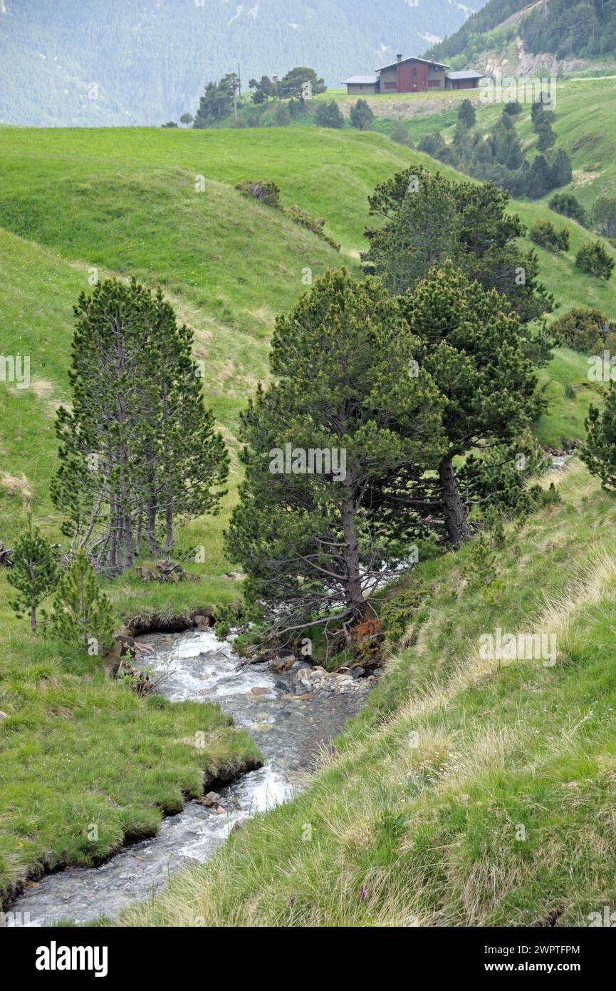 Hook pine (Pinus mugo subsp. uncinata), Col de Ordino, La Vella, Andorra, Andorra Stock Photo