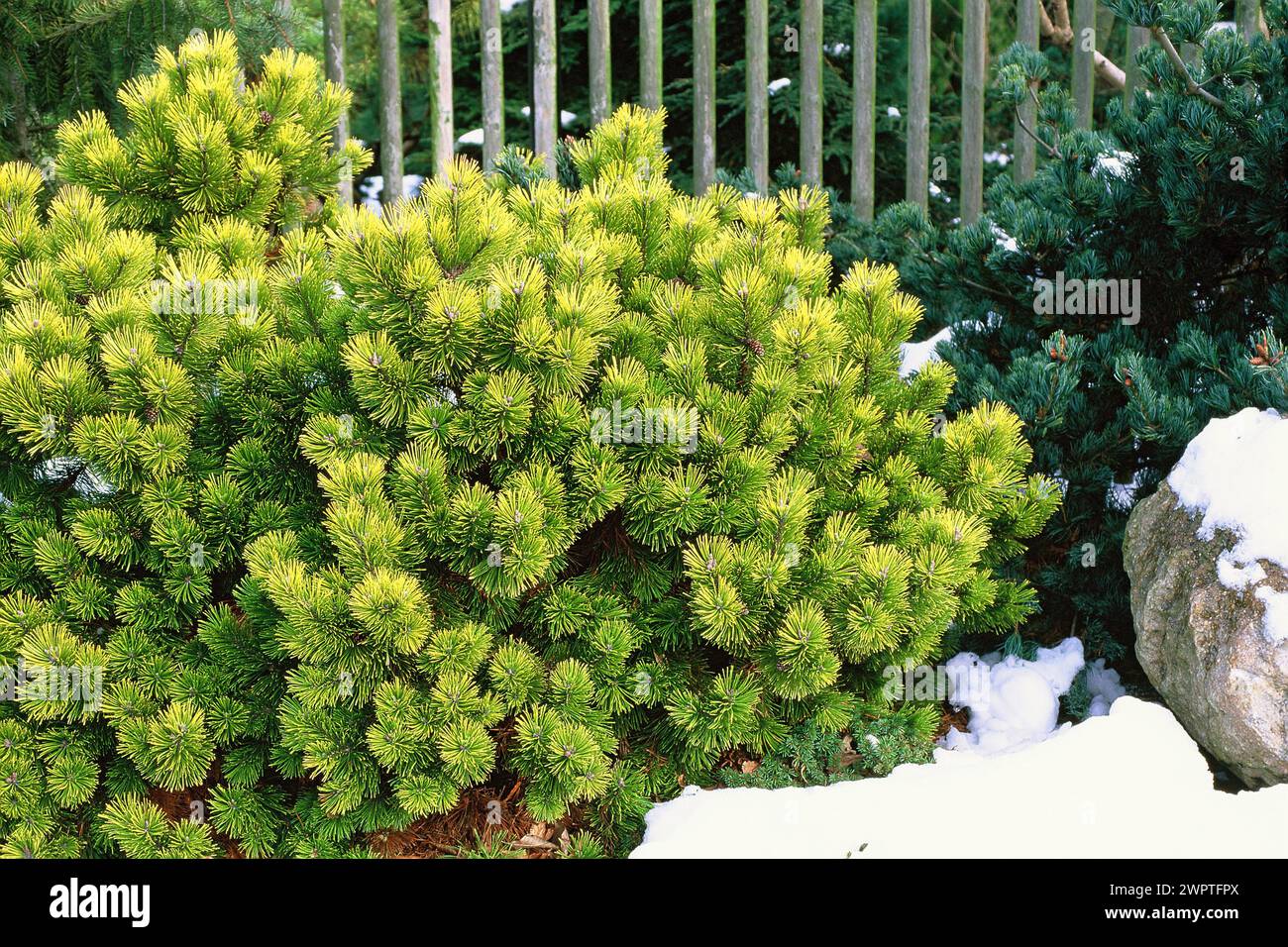 Pinus mugo 'Wintergold', Prietitz, BRD Stock Photo