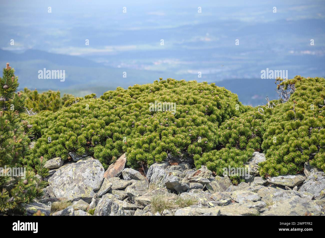 Krummholz pine (Pinus mugo var. pumilio), Krkonose Mountains, Snezka, Mala Upa, Kralovehradecky kraj, Czech Republic Stock Photo
