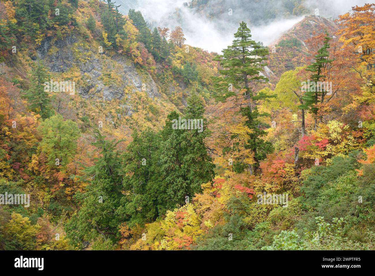 Hakusan National Park, Maiden Pine (Pinus parviflora), Maple (Acer), Hakusan National Park, Honshu, Japan Stock Photo