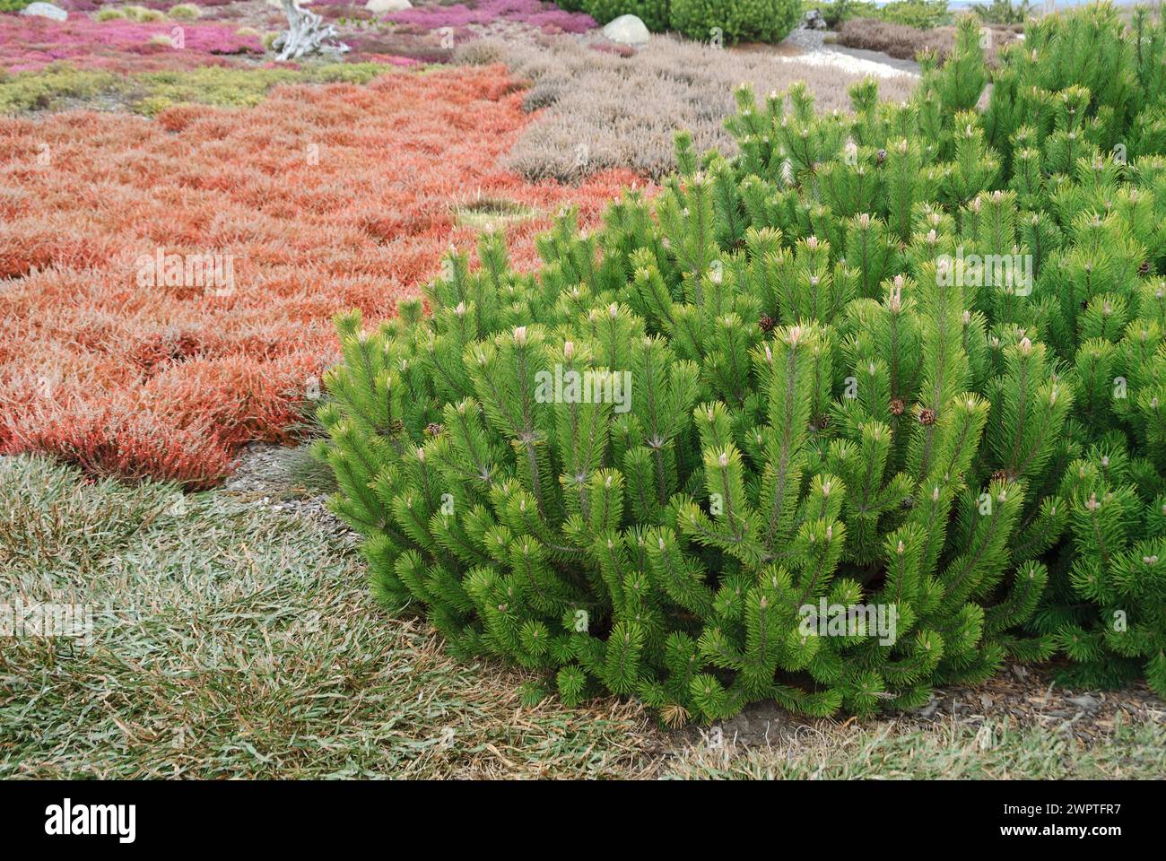 Krummholz pine (Pinus mugo subsp. mugo), summer heather (Calluna vulgaris), Findlingspark, Saxony, Germany Stock Photo