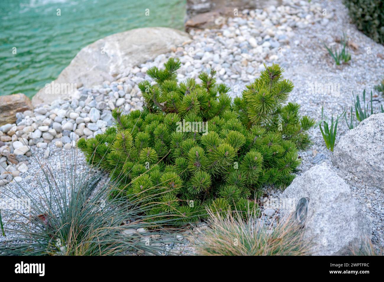 Crooked pine (Pinus mugo var. pumilio), Otto Eisenhut Nursery, San Nazarro, Ticino, Switzerland Stock Photo