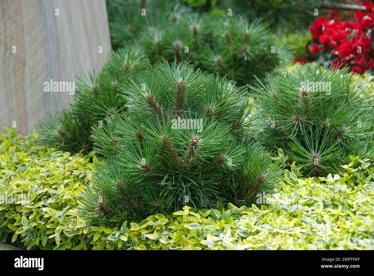 Dwarf black pine (Pinus nigra 'Helga'), Federal Garden Show, Schwerin, 81 Stock Photo