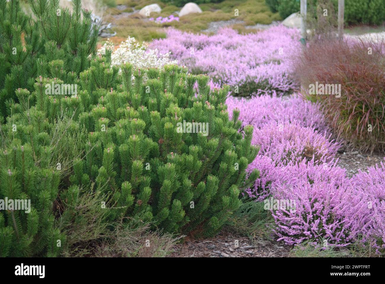 Scots pine (Pinus mugo var. pumilio), boulder park, Nochten, 81 Stock Photo
