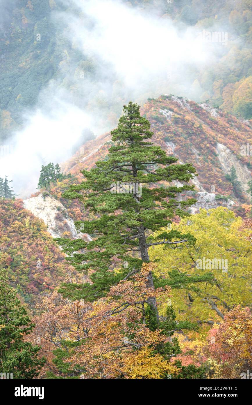 Hakusan National Park, Maiden Pine (Pinus parviflora), Maple (Acer), Super Rindo Forest Road, Hakusan National Park, Honshu, Japan Stock Photo
