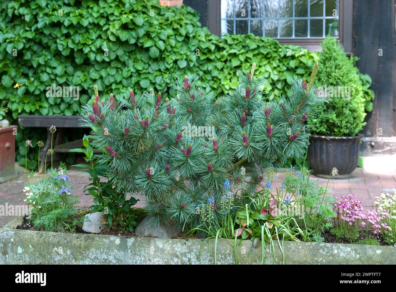 Dwarf pine (Pinus parviflora 'Negishi'), zu Jeddeloh nursery, Edewecht, 81 Stock Photo