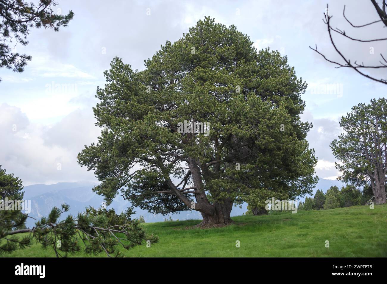 Hook pine (Pinus mugo subsp. uncinata), Col de Ordino, La Vella, Andorra, Andorra Stock Photo