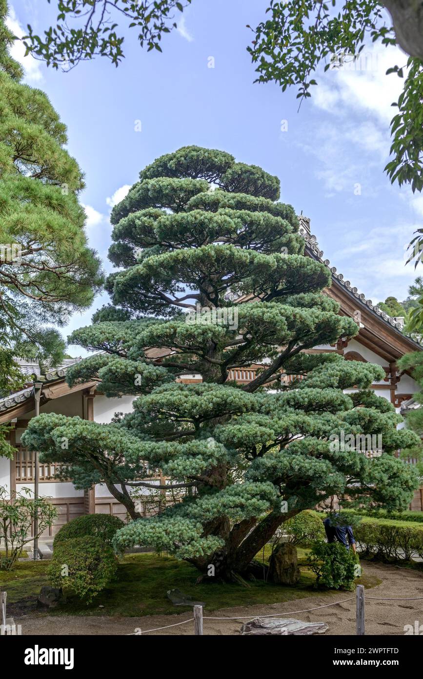 Blue girl pine (Pinus parviflora 'Glauca'), according to the gardener 500 years old, originally a bonsai, Super Rindo Forest Road, Kyoto, Honshu Stock Photo