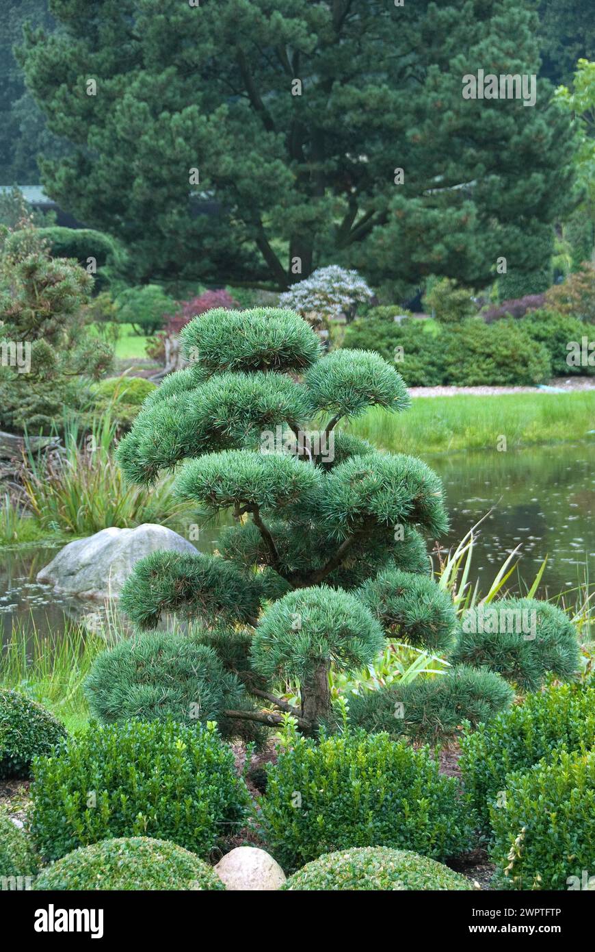 Garden bonsai, pine (Pinus sylvestris 'Norske Typ') Stock Photo