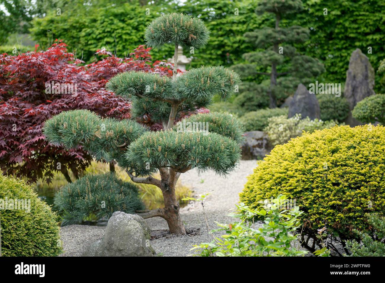Japanese garden, Scots pine (Pinus sylvestris 'Glauca'), Park der Gaerten, Bad Zwischenahn, Lower Saxony, Germany Stock Photo