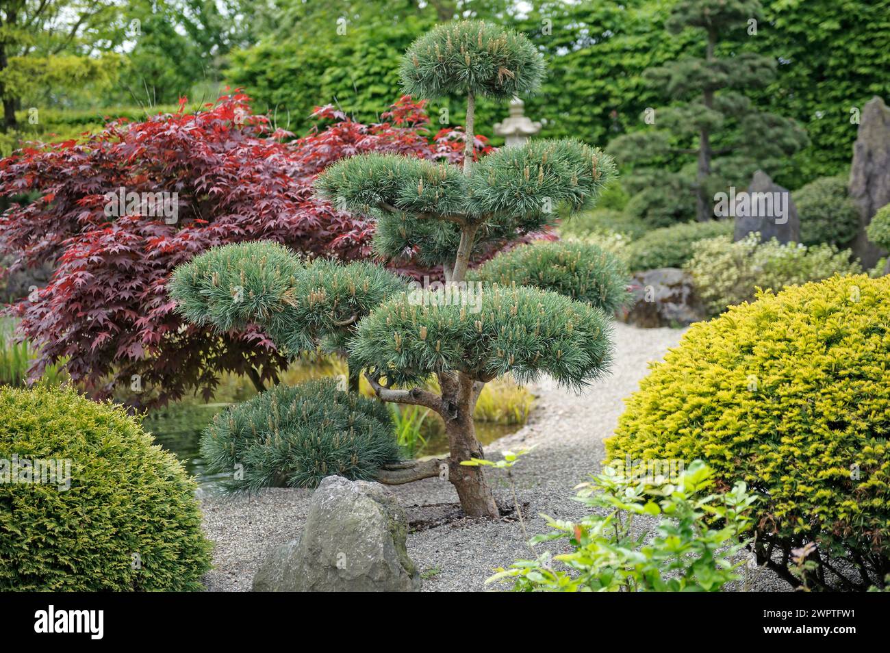 Japanese garden, Scots pine (Pinus sylvestris 'Glauca'), Park der Gaerten, Bad Zwischenahn, Lower Saxony, Germany Stock Photo