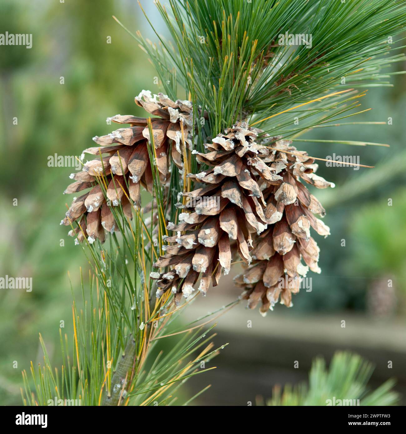 Schwerin's pine (Pinus schwerinii), Saxony, Germany Stock Photo
