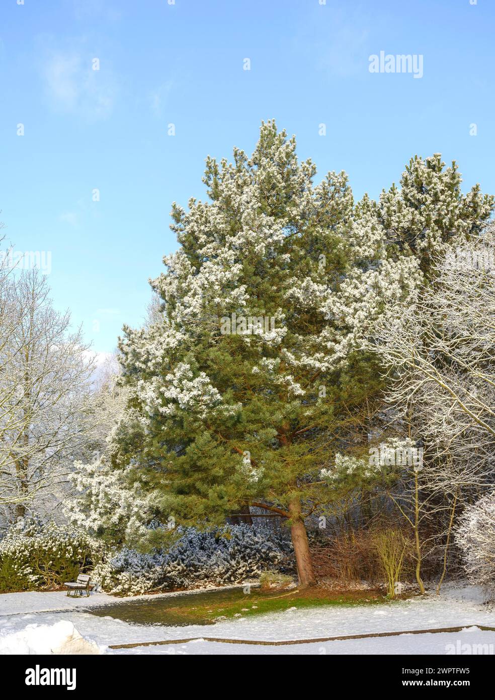 Scots pine (Pinus sylvestris), spa garden Reinhardshausen, Reinhardshausen, Hesse, Germany Stock Photo