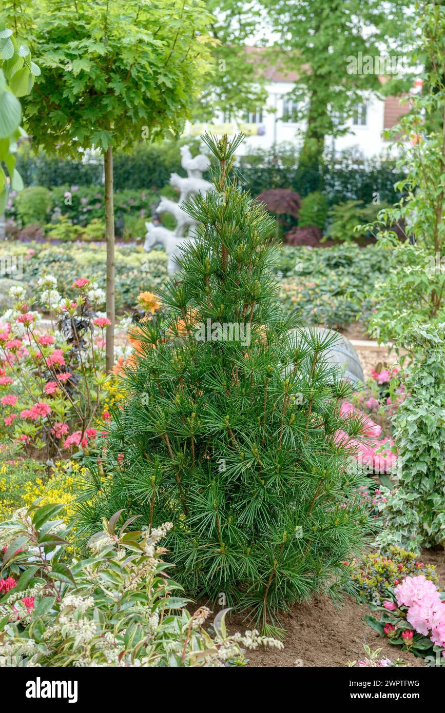 Japanese japanese umbrella pine (Sciadopitys verticillata), Rhodo 2014, Bad Zwischenahn, Lower Saxony, Germany Stock Photo