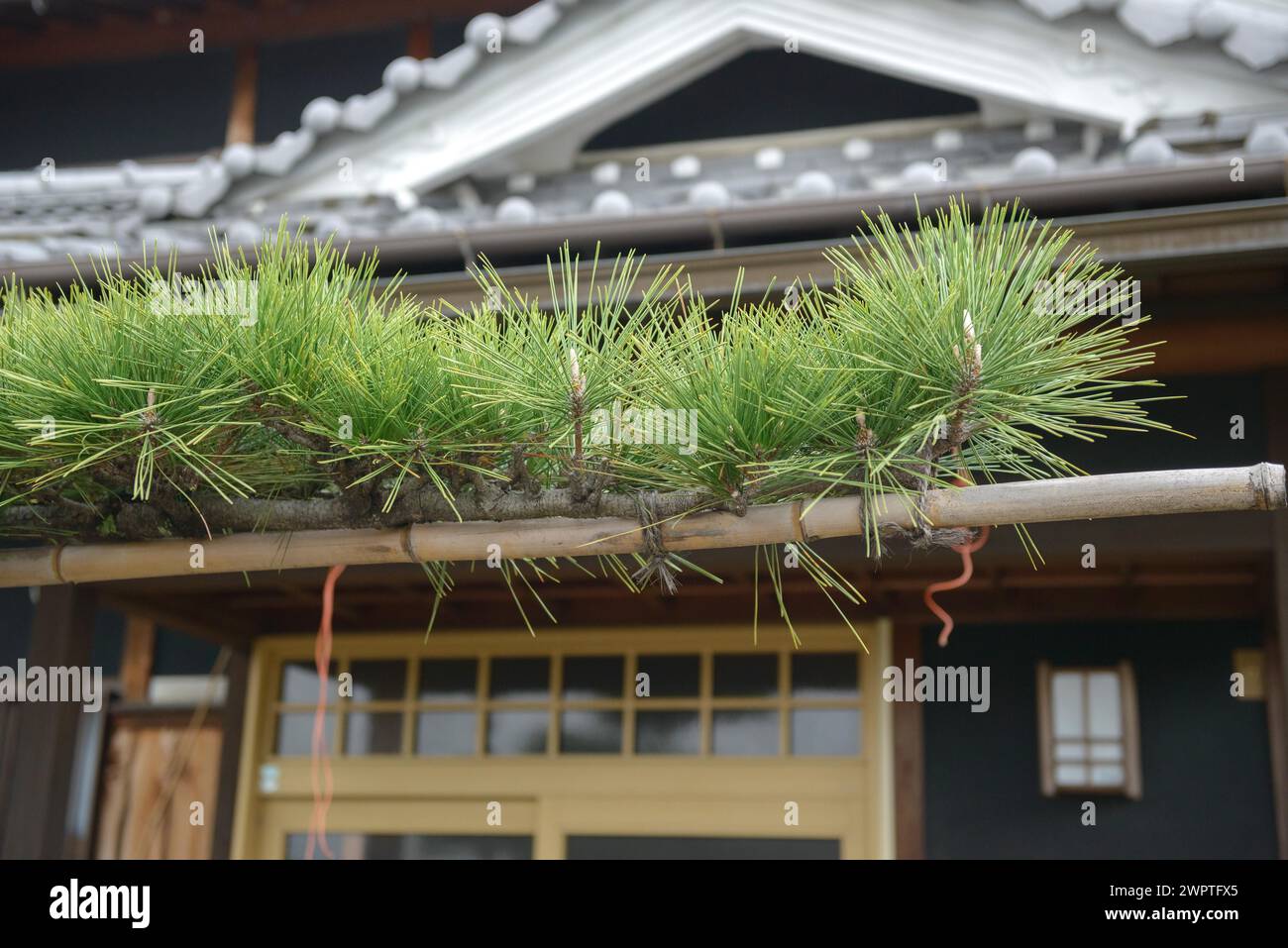 Japanese black pine (Pinus thunbergii), Super Rindo Forest Road, Nara, Honshu, Japan Stock Photo