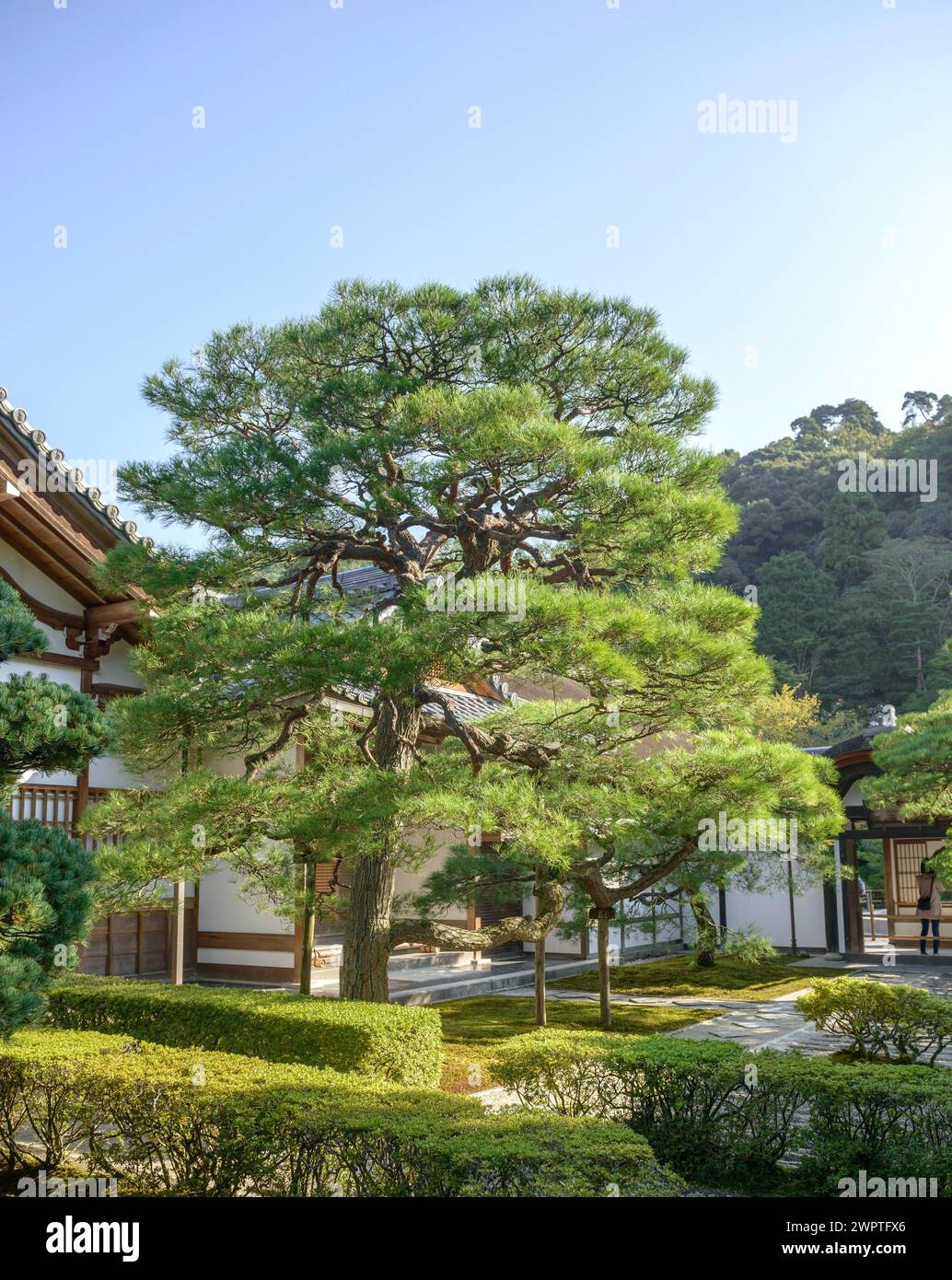 Japanese black pine (Pinus thunbergii), Super Rindo Forest Road, Kyoto, Honshu, Japan Stock Photo