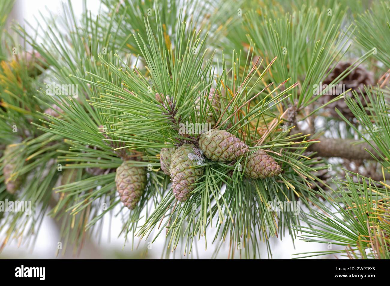 Japanese black pine (Pinus thunbergii), Matsushima Bay, Matsushima, Honshu, Japan Stock Photo