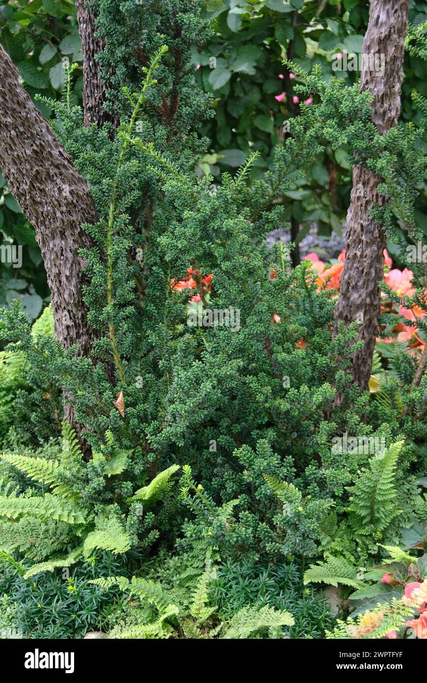 Small-leaved yew (Taxus baccata 'Amersfoort'), Federal Garden Show, Schwerin, 81 Stock Photo