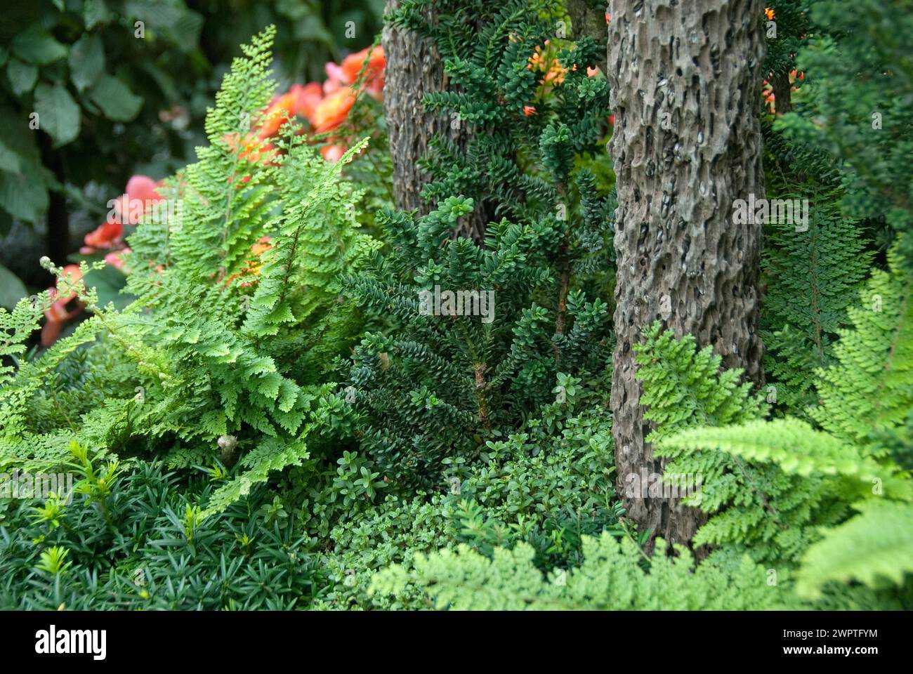 Small-leaved yew (Taxus baccata 'Amersfoort'), Federal Garden Show, Schwerin, 81 Stock Photo