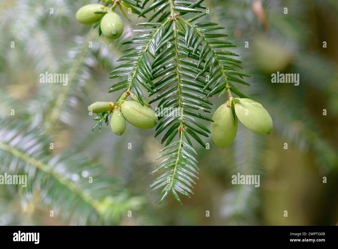 Japanese nutmeg-yew (Torreya nucifera), Arboretum Loismann, Ippenbueren, Lower Saxony, Germany Stock Photo