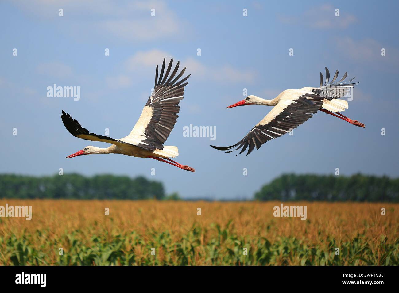 Two wing fly hi-res stock photography and images - Alamy