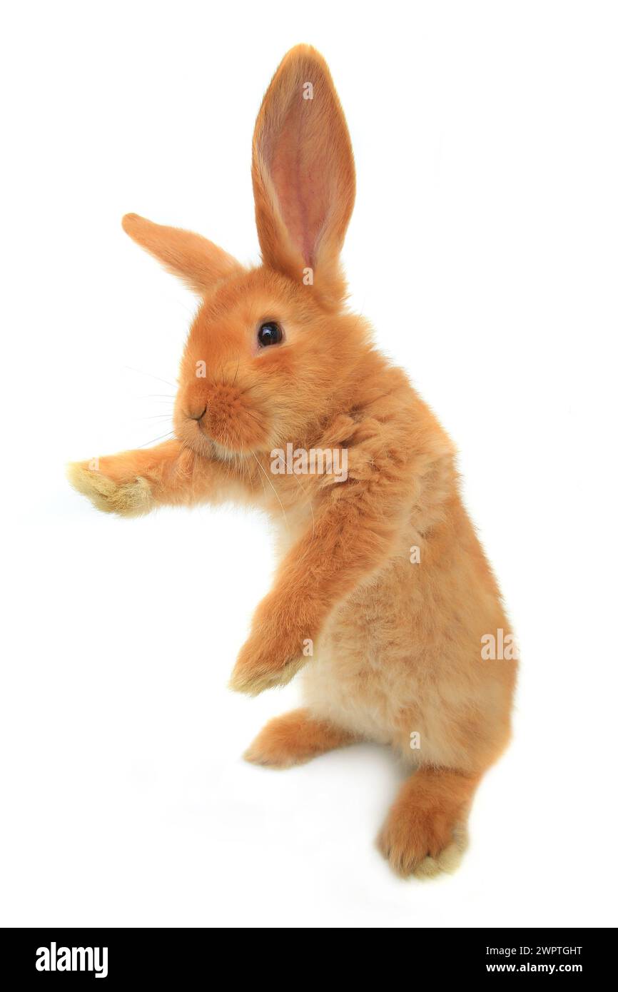 standing rabbit on a white background Stock Photo - Alamy