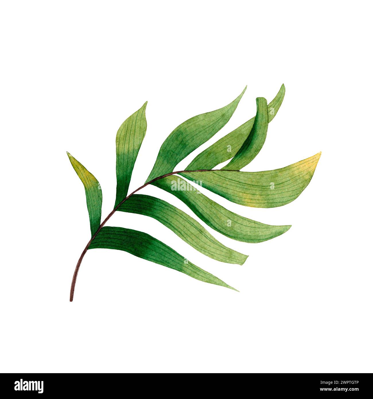 Watercolor hand painted tropical leaf isolated on white background ...